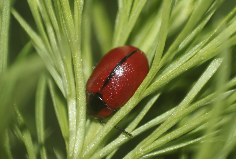 Entomoscelis dorsalis - hérics-honvédbogár
