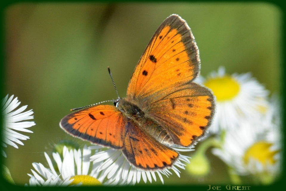 Lycaena dispar rutilus - nagy tűzlepke