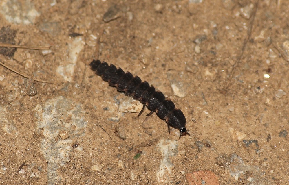 Lampyris noctiluca - nagy szentjánosbogár