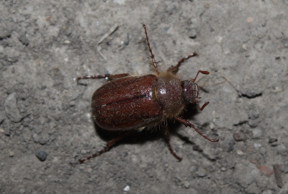 Holochelus vernus - tavaszi cserebogár