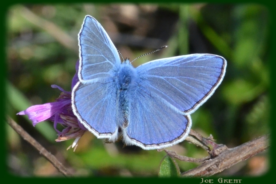 Polyommatus icarus - közönséges boglárka
