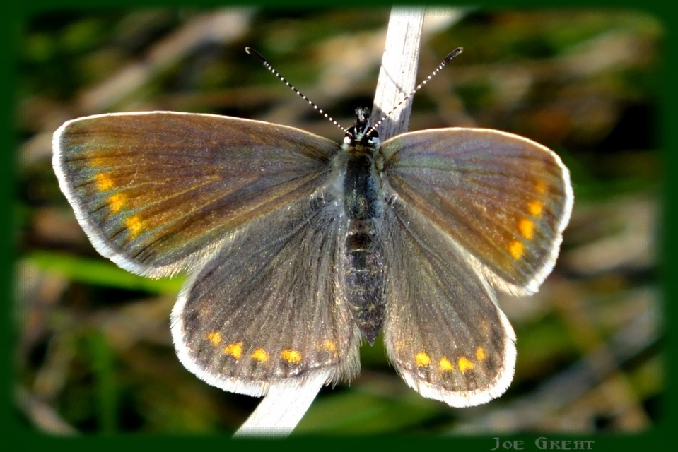 Polyommatus icarus - közönséges boglárka