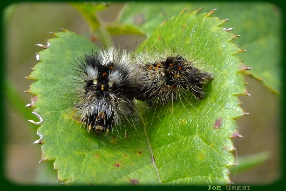 Acronicta rumicis - sóska-szigonyosbagoly
