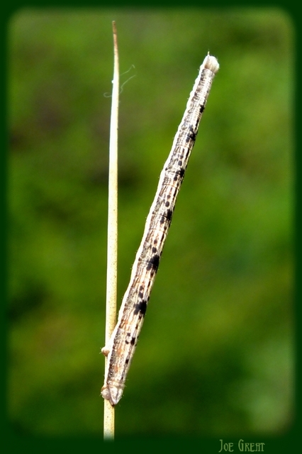 Scopula
