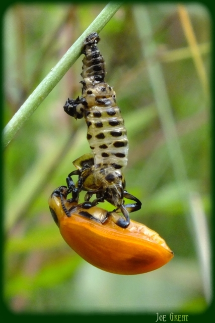 Chrysomela
