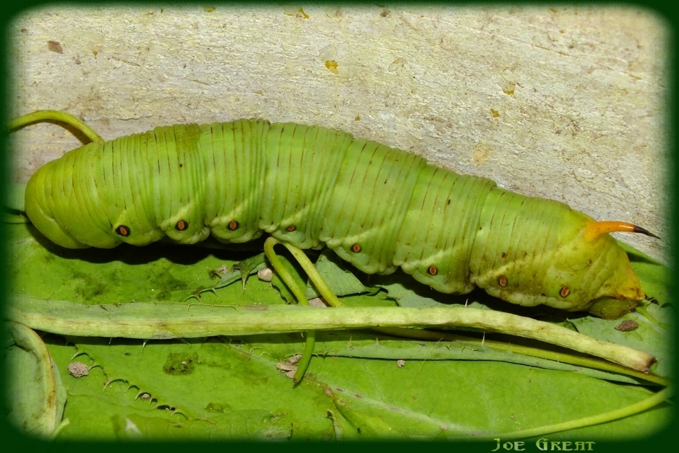 Agrius convolvuli - szulákszender