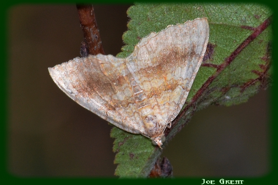 Camptogramma bilineata - kétvonalas sávosaraszoló