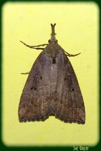 Hypena rostralis - közönséges karcsúbagoly