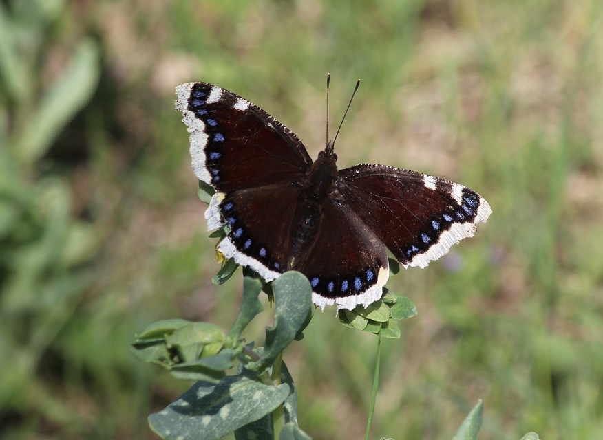 Nymphalis antiopa - gyászlepke