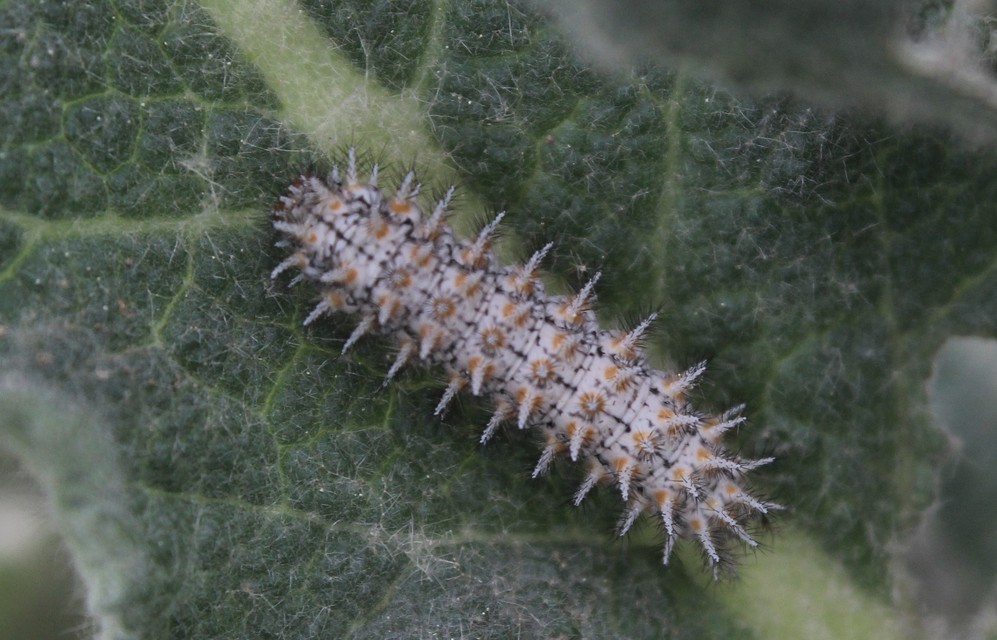 Melitaea trivia - kis tarkalepke