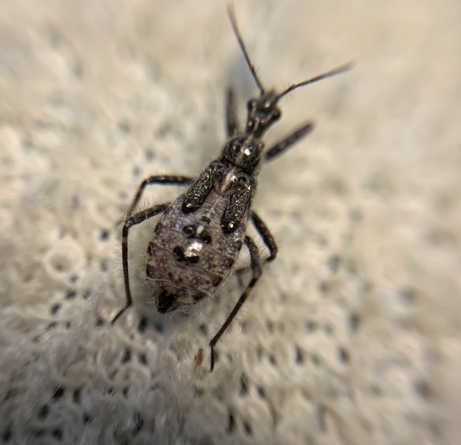 Coranus