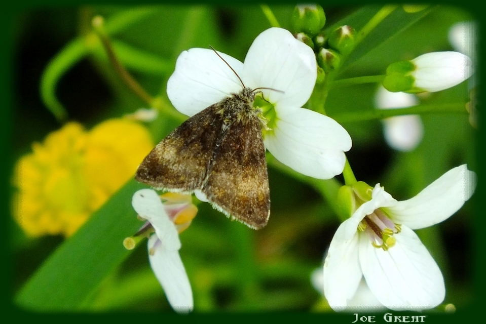 Panemeria tenebrata - apró sárgabagoly
