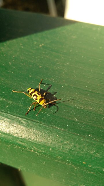 Chlorophorus varius - díszes darázscincér