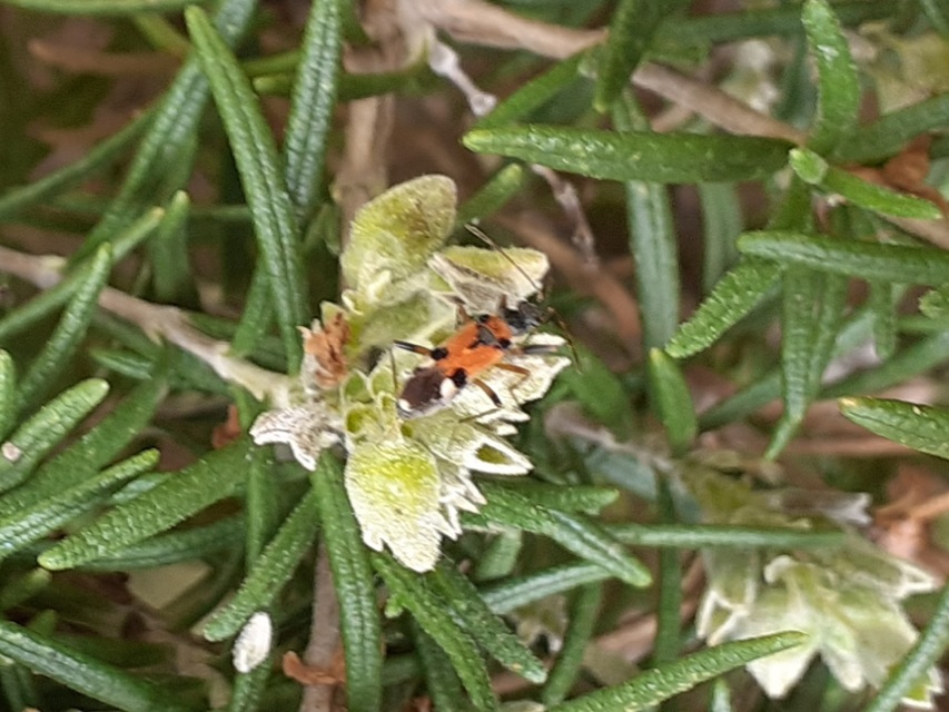 Beosus quadripunctatus - pettyes homokibodobács
