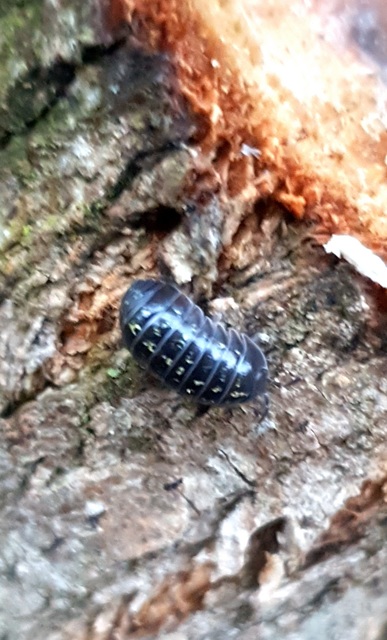 Armadillidium vulgare - szürke gömbászka