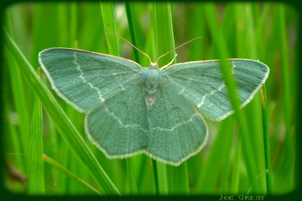 Chlorissa cloraria - sárgászöld araszoló