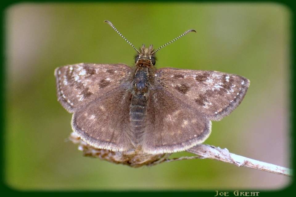 Erynnis tages - cigánylepke