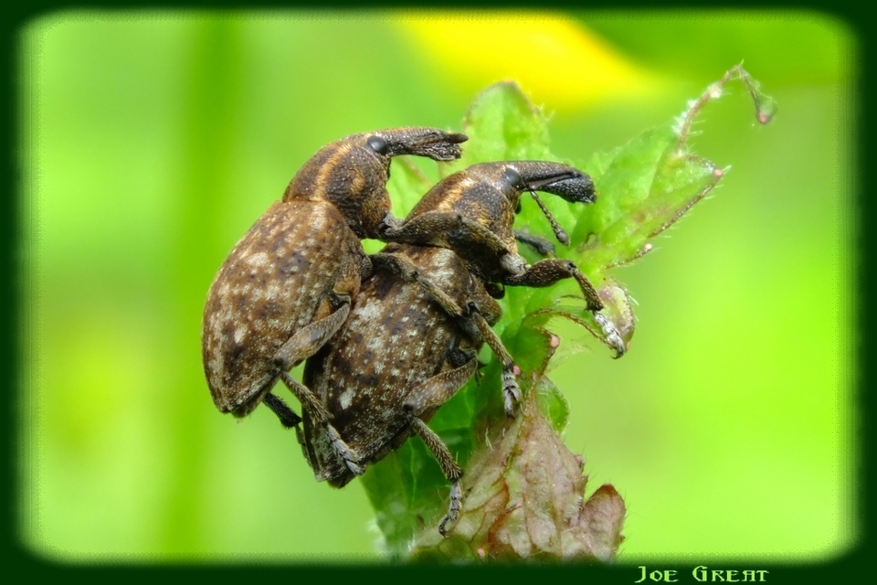 Lepyrus capucinus - pettyes fűzormányos