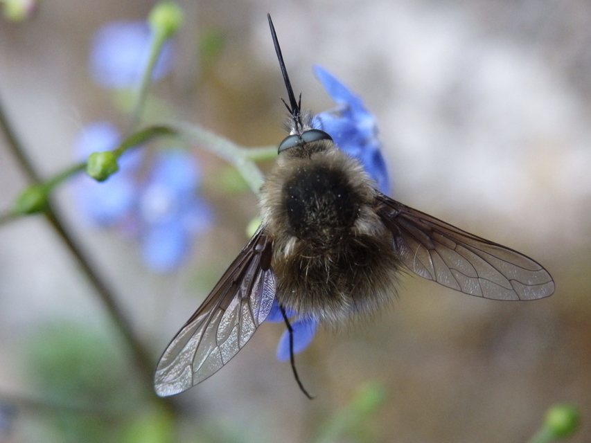 Bombylius cinerascens