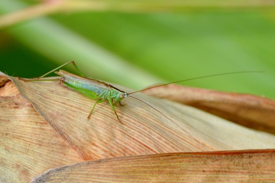 Conocephalus fuscus - kis kúpfejűszöcske
