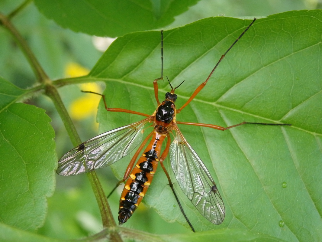Ctenophora pectinicornis