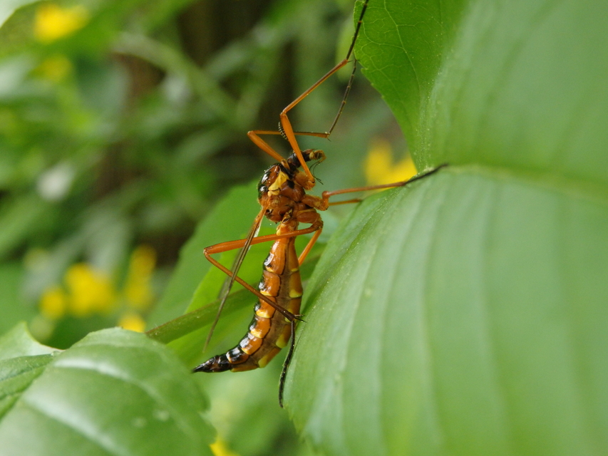 Ctenophora pectinicornis