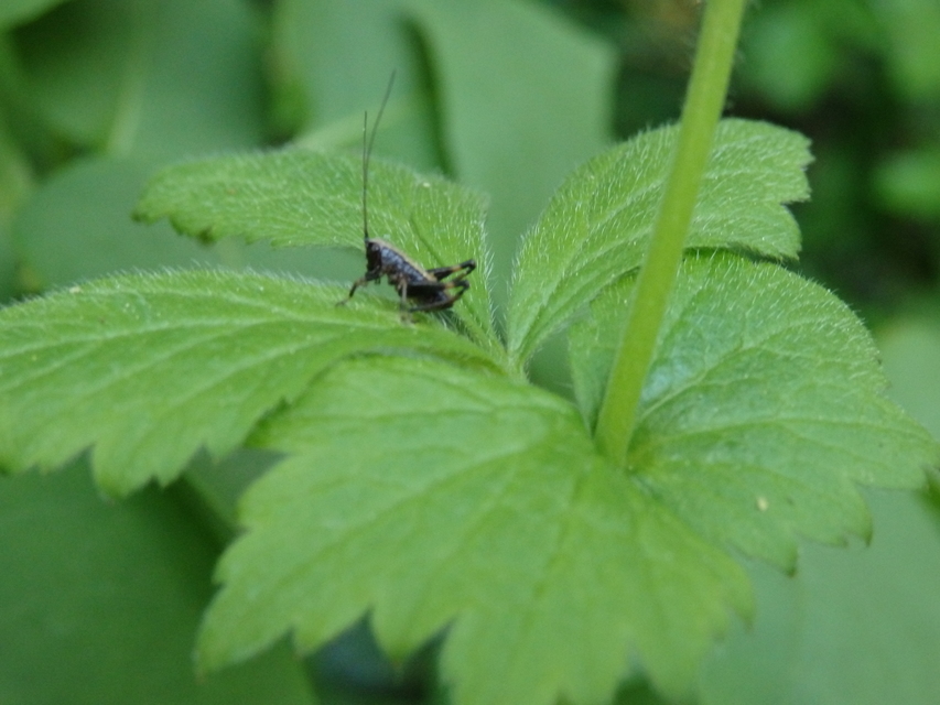 Pholidoptera griseoaptera - szürke avarszöcske