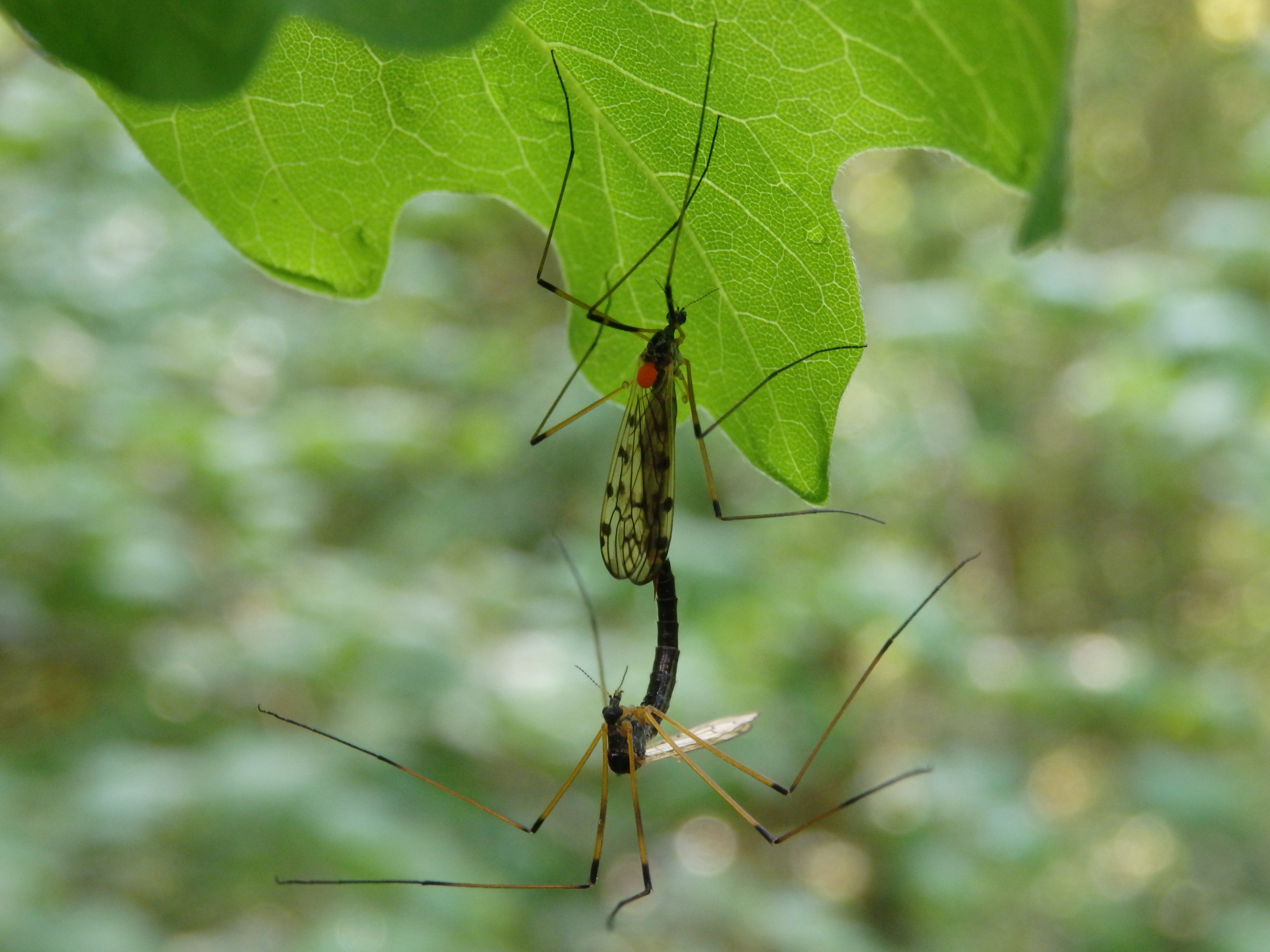 Limonia pannonica - pannon iszapszúnyog
