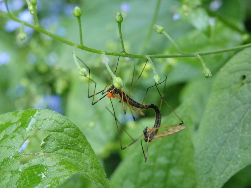 Limonia pannonica - pannon iszapszúnyog
