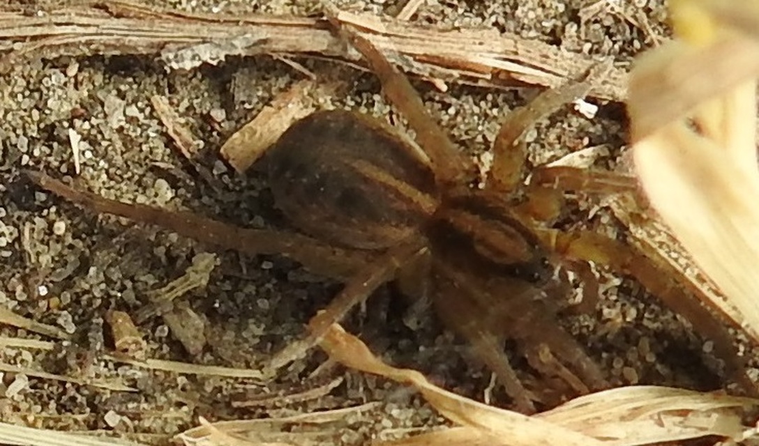 Trochosa