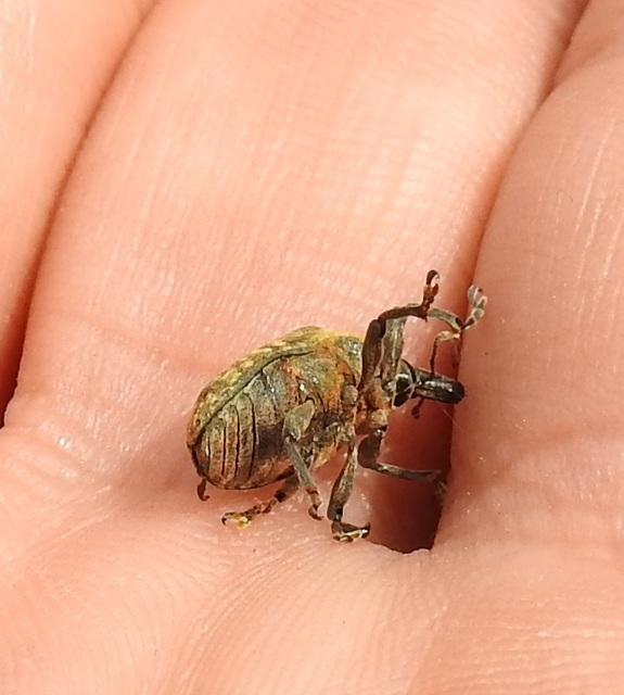 Larinus turbinatus - kúposorrú púderbarkó