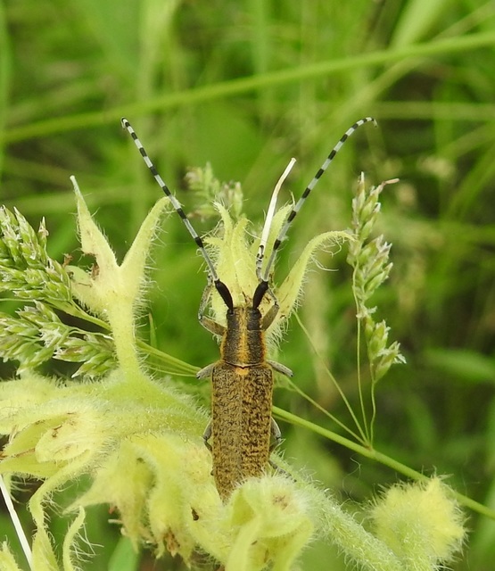 Agapanthia villosoviridescens - fehérgyűrűs bogáncscincér