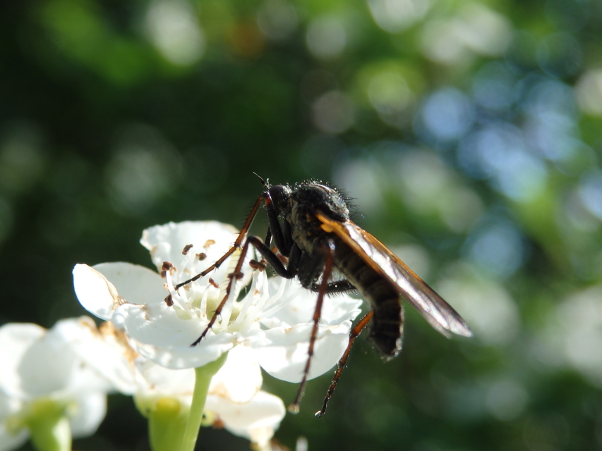 Empis