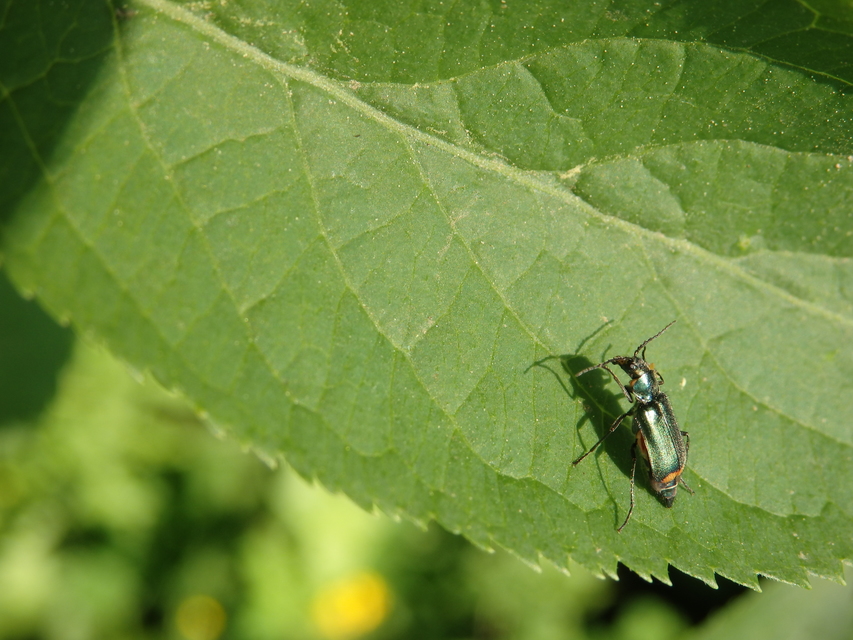 Malachius bipustulatus - kétfoltos bibircsesbogár