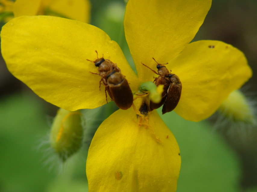 Byturus ochraceus - gyömbérgyökérbogár