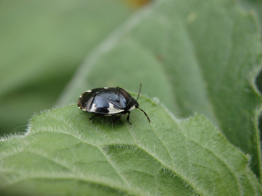 Tritomegas sexmaculatus - hatfoltos földipoloska