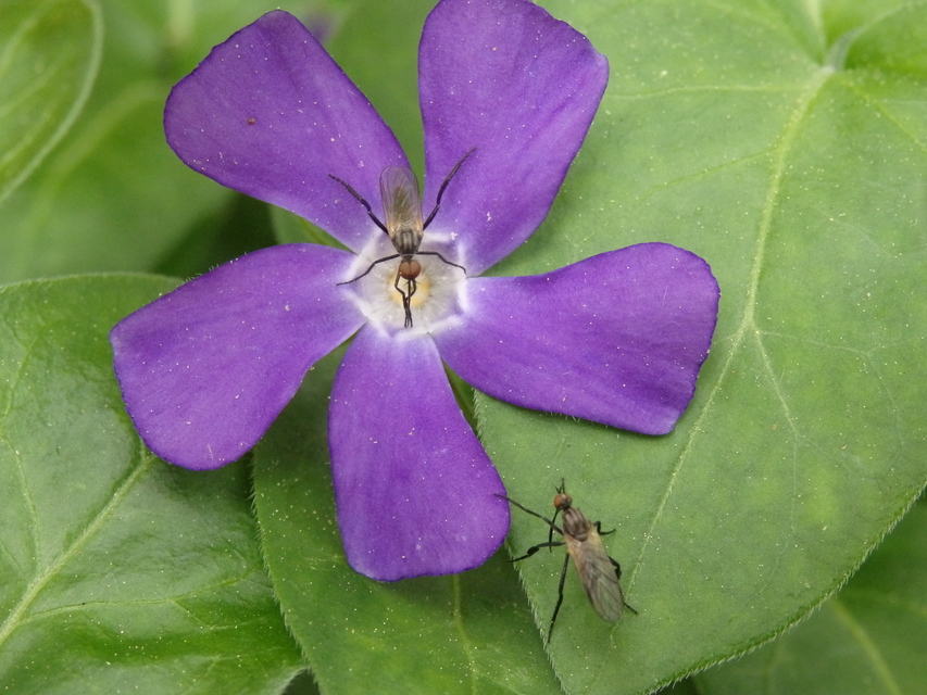 Empis