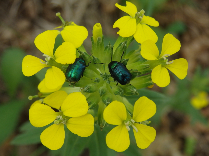 Cryptocephalus sericeus - nagy fészkesbogár