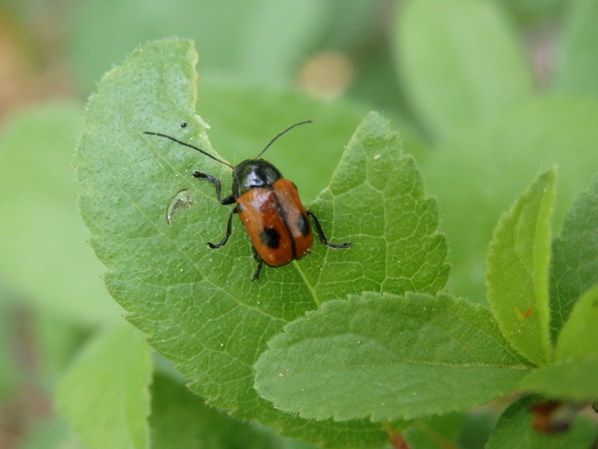 Cryptocephalus bipunctatus - kétpettyes zömökbogár