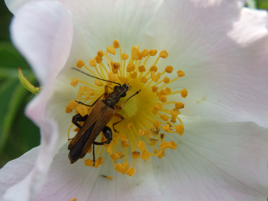 Oedemera podagrariae - székfű-álcincér