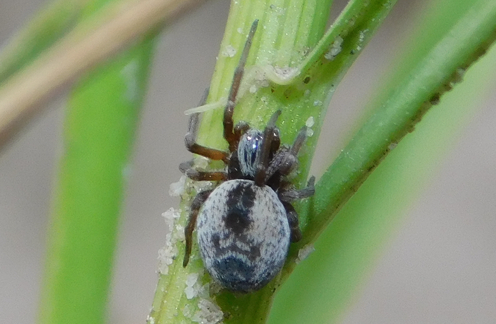 Dictynidae - hamvaspókok