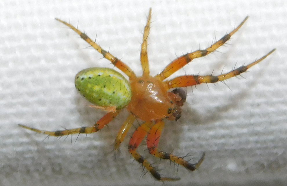 Araniella