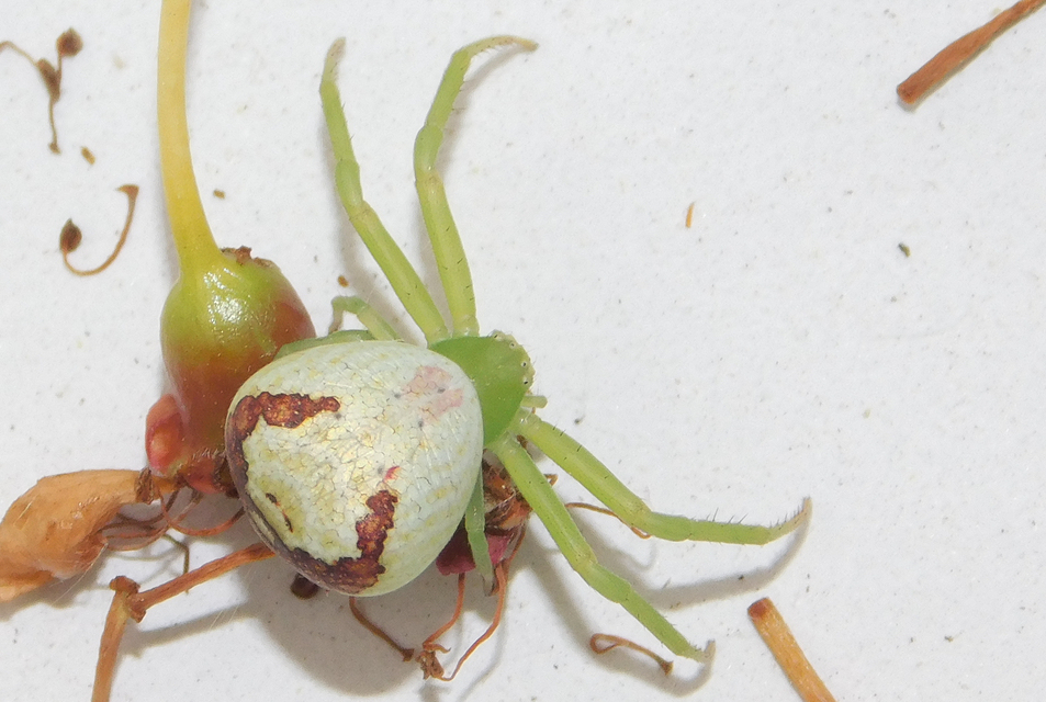 Ebrechtella tricuspidata - alakoskodó karolópók