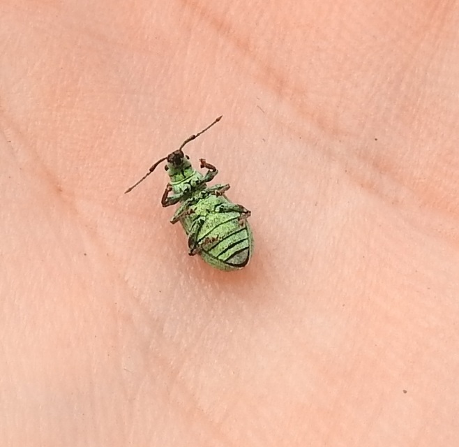 Phyllobius virideaeris - halványzöld levélormányos