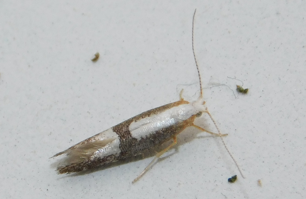 Argyresthia