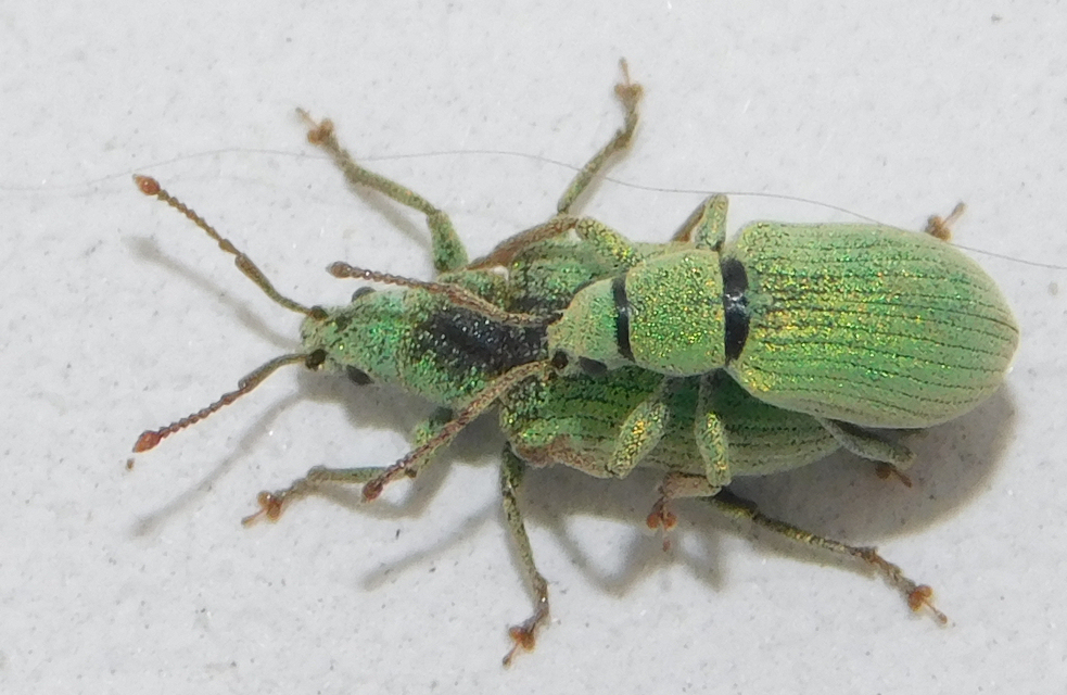Phyllobius virideaeris - halványzöld levélormányos