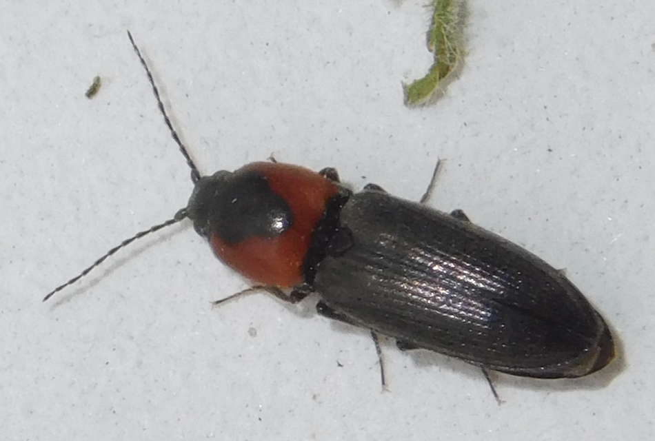 Cardiophorus discicollis - korongfoltos szívespattanó