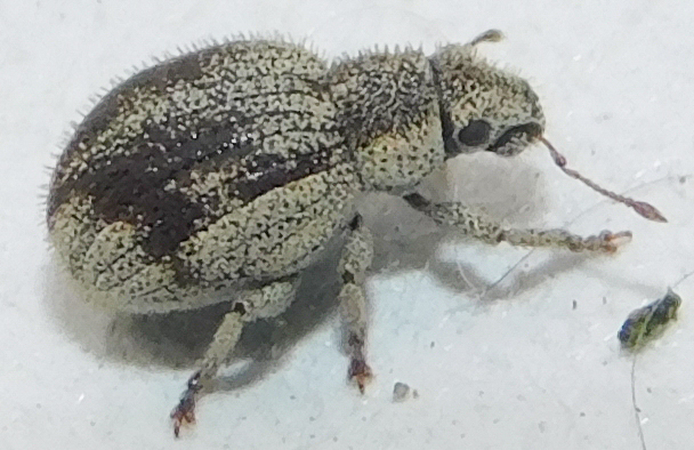 Foucartia squamulata - közönséges törpebarkó