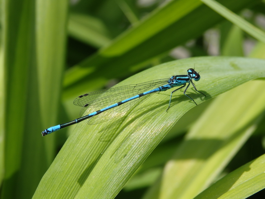 Coenagrion puella - azúrkék légivadász