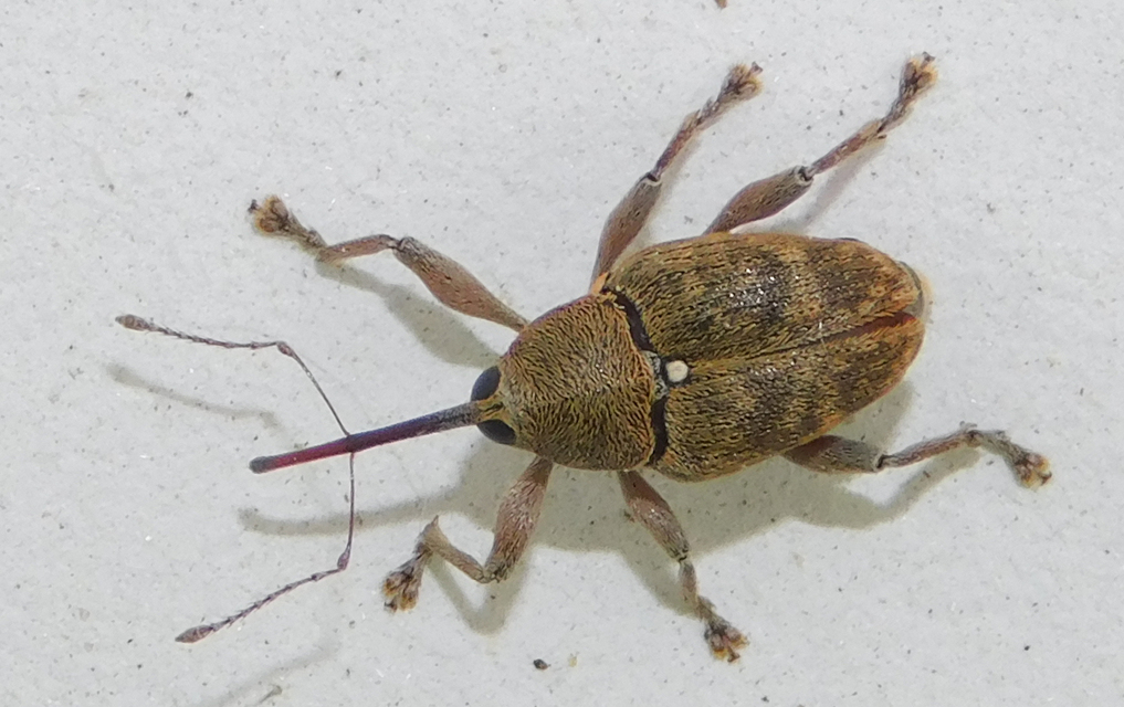Curculio